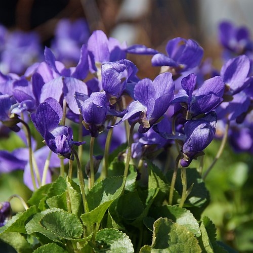 Viola odorata 'Königin Charlotte' (Duft-Veilchen)